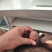 Penis1