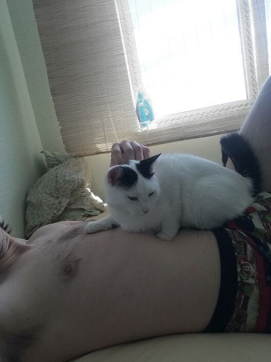 Котики