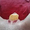 Pussy insertion