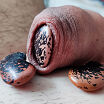 My foreskin fun with bean