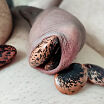 My foreskin fun with bean