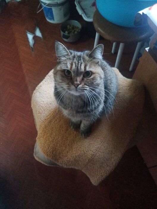 Я такой