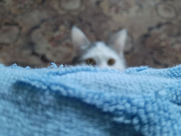 Кот