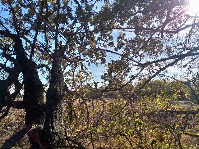 Ну, типа дерево