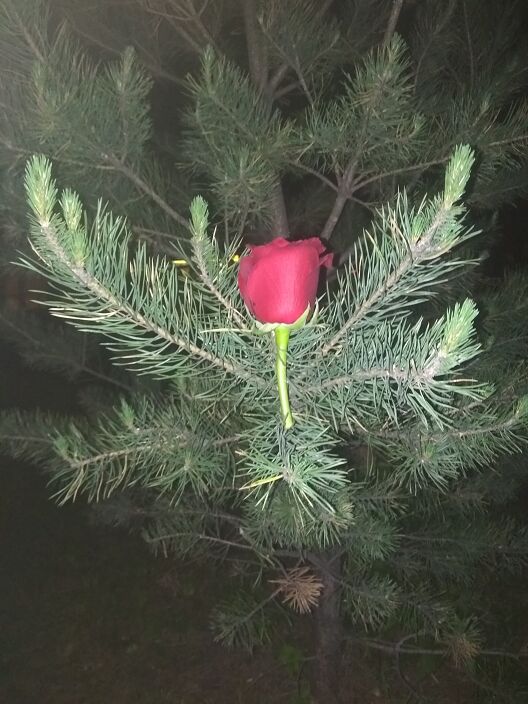 Роза