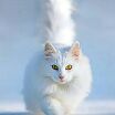 White cat hunting