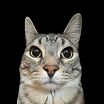 Neko