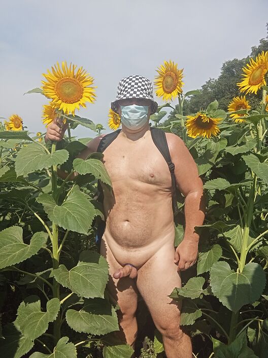Мои любимые подсолнухи