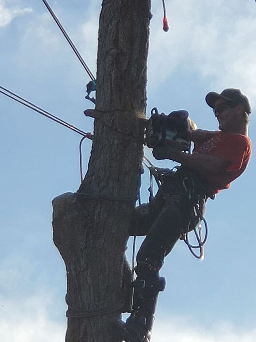 my arborist