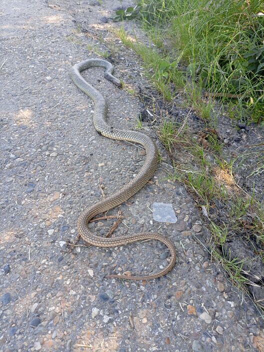 Змей-искуситель