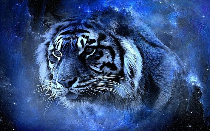 Тигр11