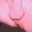 Cock