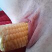 Pussy insertion