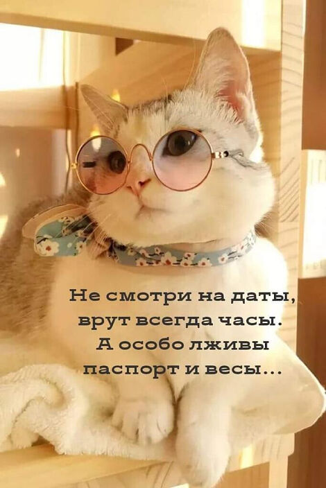 Котяра