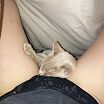 Мой котик