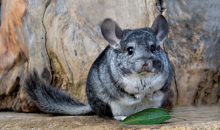Ну.... типо шиншилка...