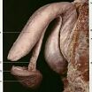 Анатомия пениса & Anatomy of the penis