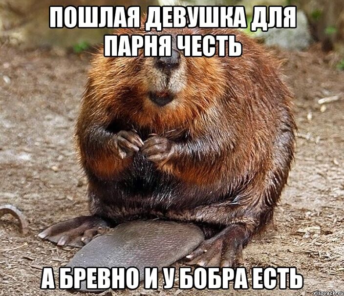 Плати Налоги Бобры Мем