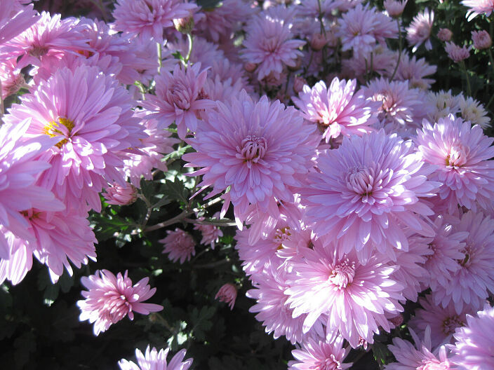 Хризантемки