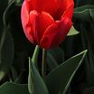 tulp