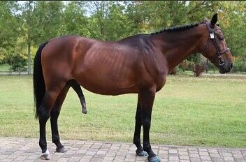 Жеребец племенной