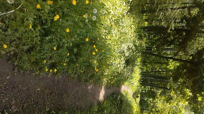 Хуй в парке.