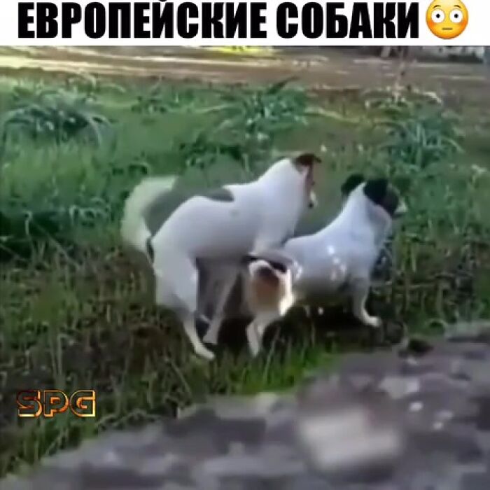 Европейские собаки )