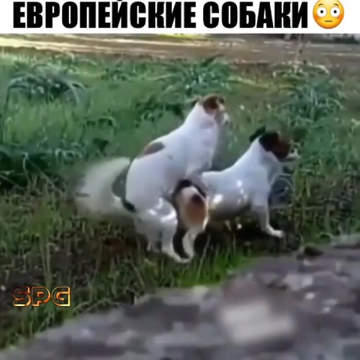 Европейские собаки )