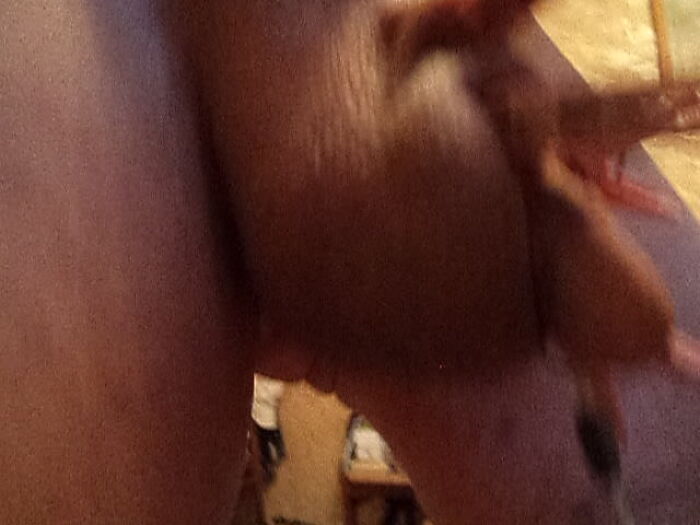 Секс тверк с прищепками на члене и яйцах