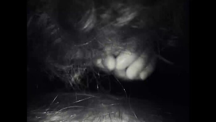 GAYLE BASSETT KNOB BOBBING COCK