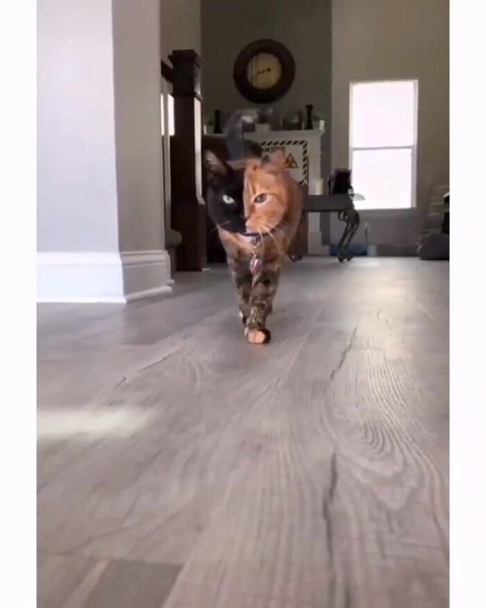 chats, cats, коты, gato