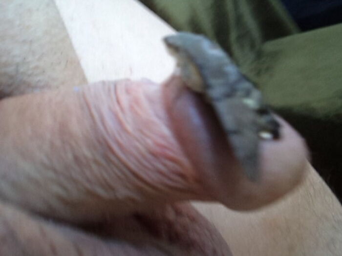 Бражник на члене