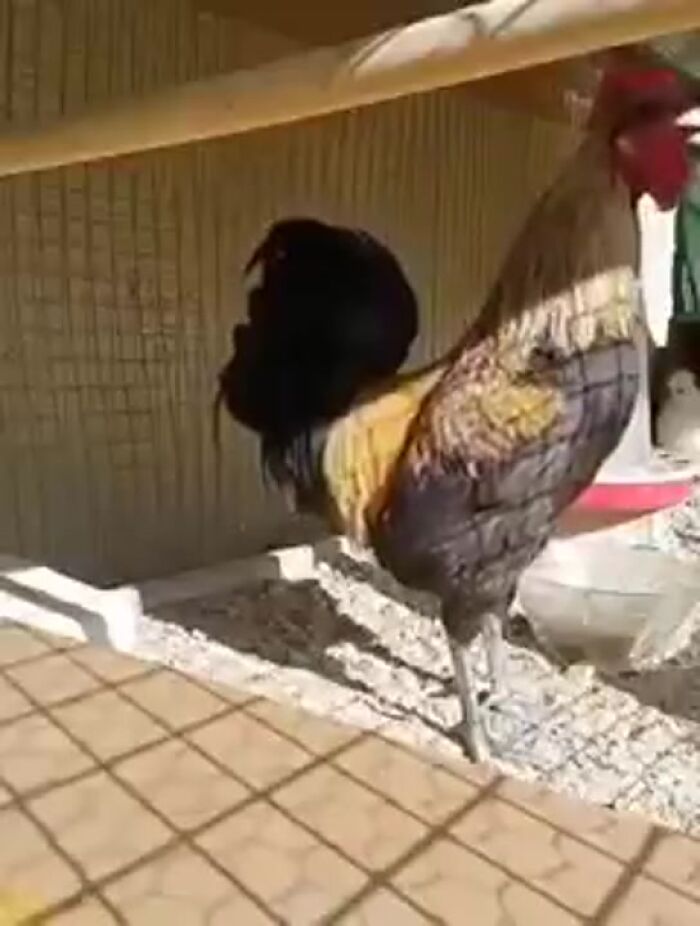 не вытянул ноту