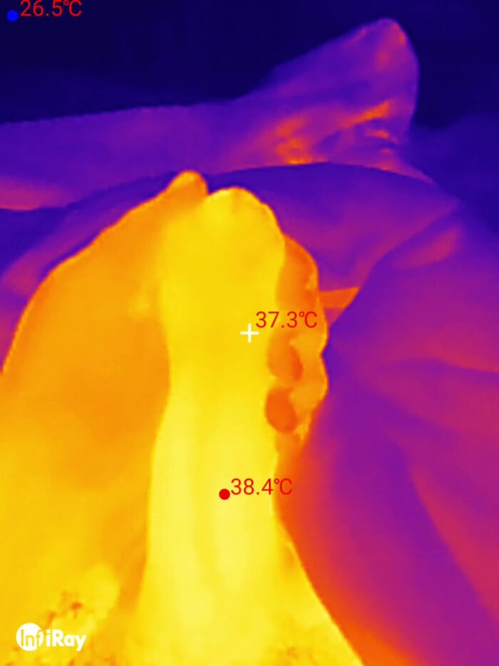 Кто хочет горячий член? )