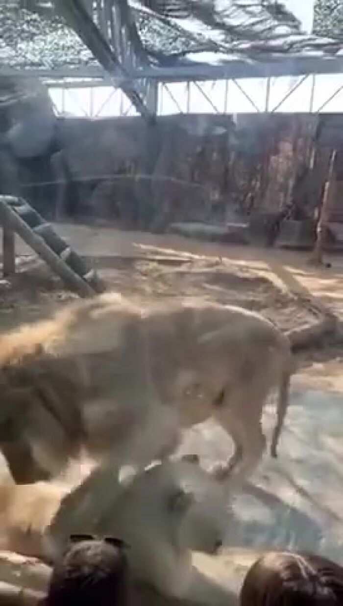 Сходили в зоопарк!