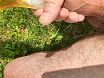 My foreskin fun with bottle of beer