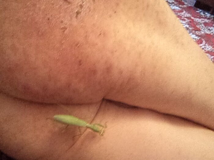 Игры с богомолом