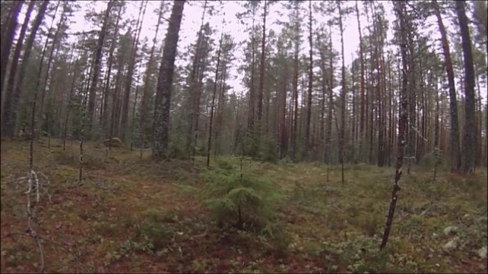 лесной прыжок