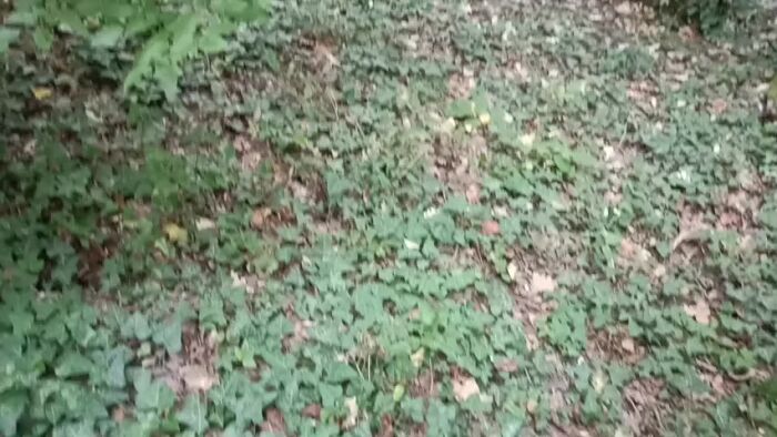 подрочил на природе