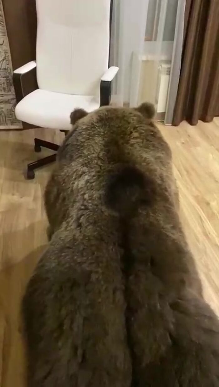 Кто ебал медведицу