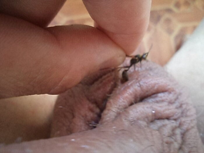 Игра с осой на яйцах