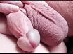 Close up cock & balls