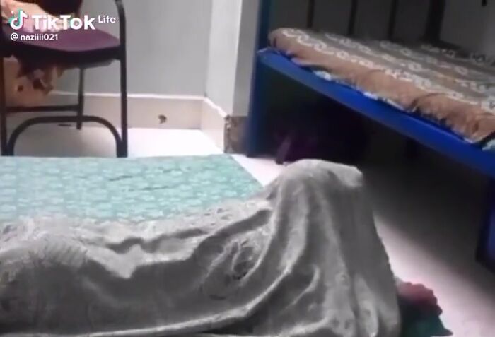 Всё что движется трахну