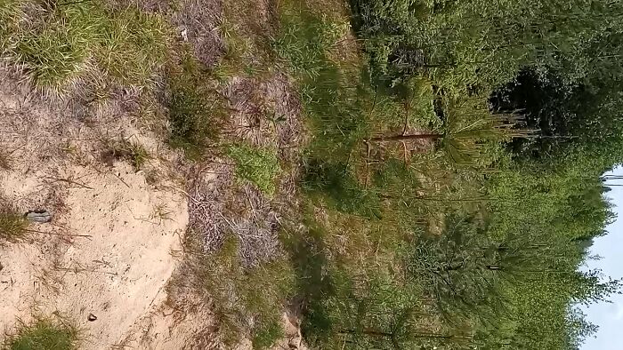 12.06.2022 лесок