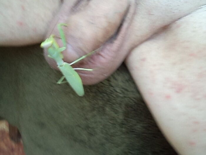 И снова секс богомол