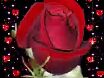Красная роза любви